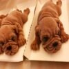 TBD04208132_4.jpg 2 PCS 4 Inch Shapi Dog Mousse Cake Silicone Mold 3D Stereo Ice Cream Mold Dirty Dog Chocolate Mold
