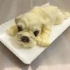 TBD04208132_5.jpg 2 PCS 4 Inch Shapi Dog Mousse Cake Silicone Mold 3D Stereo Ice Cream Mold Dirty Dog Chocolate Mold